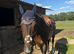 Super safe hunts horse / riding school dream