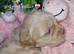 Shihpoos