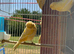 Proving Breeding pair Norwich canary