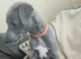 Beautiful KC Blue Whippet Puppies