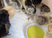 Day old unsexed chickens