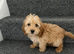 Cockapoo puppies