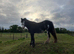 Lovely Family Pony