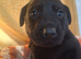 Labrador puppies * 3 LEFT* REDUCED PRICE