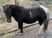 Hermits Gracie-May SPSBS Registered 4year old Mare