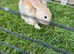 3 Female Baby Rabbits For Sale