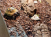 Horsefeld tortoise