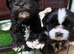 Puppy Shi Tzu