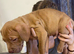Mixed bully puppy