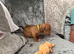 9 week old miniature dashhoud