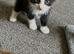 I have 2 kittens ready to leave now wanting there forever loving home