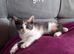 Stunning kittens for sale