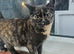 Female tortoiseshell british shorthair
