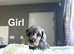 Slinkey gorgeous litter of Daxiepoo girls and boys available