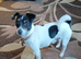 Tiny jack Russell puppy