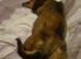 Dachshund longhair