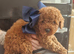 Miniature poodle