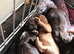 Kc cocker spaniel puppies