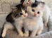Beautiful ragdoll kittens