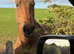 15h3 beautiful Scottish warmblood