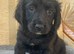 Working sprocker spaniels