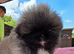 Kc registered pekingese last boy