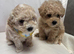 F1 maltipoo (ready for the new home )