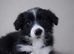 Border Collies