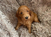 7 handsome cockapoo boys looking for there forever homes
