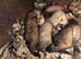 Polecat babys 4 sale well handled