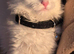 Female kitten