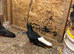 Iranian pigeon