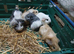 5 male baby guinea pigs