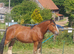 Clydesdale 3/4 cross