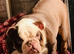 bulldog