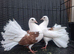 Red saddle fantails