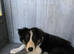 For sale puppy