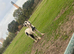 12 month old colt for sale