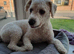 I sell puppies Bichon Frise