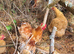 2 Pekin Bantam Cockerels