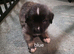 Caucasian shepherd x puppies