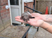 Ferrets for sale