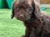 Chocolate cavapoos
