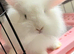 Double Maned Lionheads READY NOW