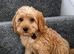Cockapoo puppies