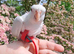Cockatiel super tame