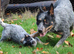 Blue Heeler pup