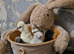 Pullets available