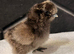 Silkie chicks