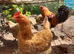 Large Fowl Brahma crossed with Great laying hens -  Chicken hatching eggs FOR SALE &pound;2.50 each